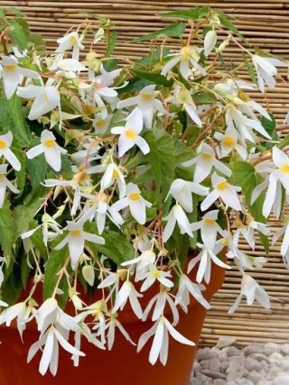 Begonia Santa barbara