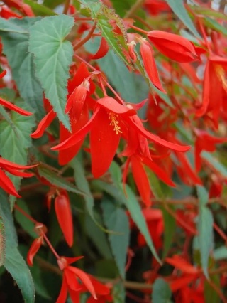 Begonia Santa cruz