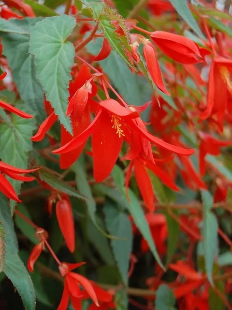 Begonia Santa cruz