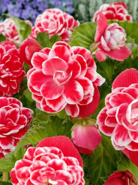 Begonia Camelia pink