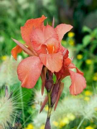 Canna Mrs. oklahoma