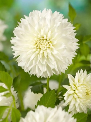 Dahlia Myama fubuki