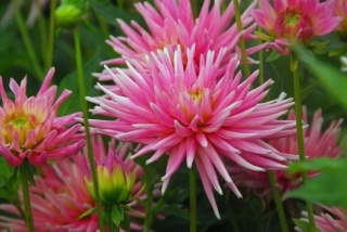 Dahlia Park princess