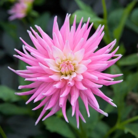 Dahlia Park princess