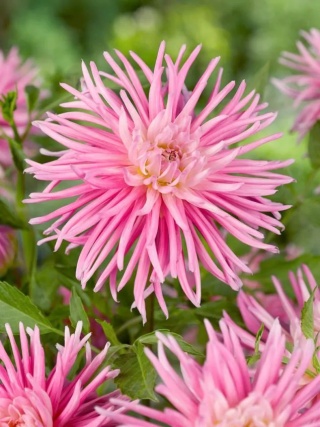 Dahlia Park princess