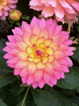 Dahlia Paso doble dancer
