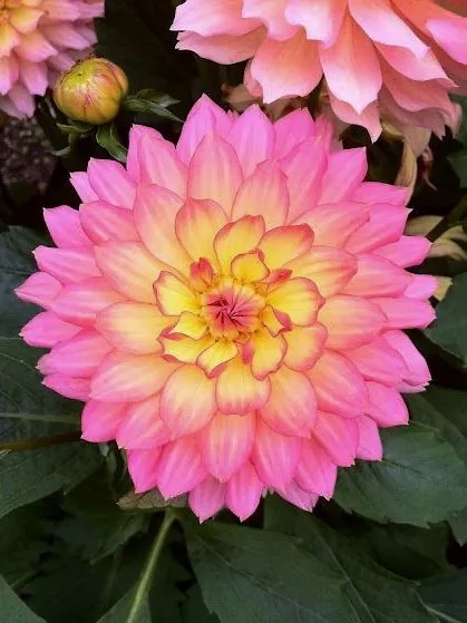 Dahlia Paso doble dancer