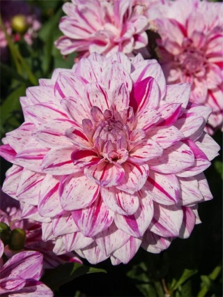 Dahlia Peppermint splash