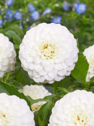 Dahlia Petra's wedding