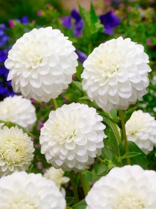 Dahlia Petra's wedding