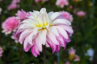 Dahlia Pink petticoat