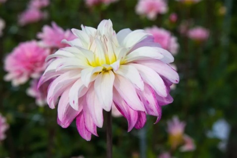 Dahlia Pink petticoat