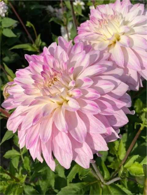 Dahlia Pink petticoat