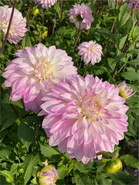 Dahlia Pink petticoat
