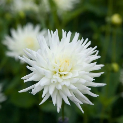 Dahlia Playa blanca