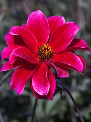 Dahlia Pride one