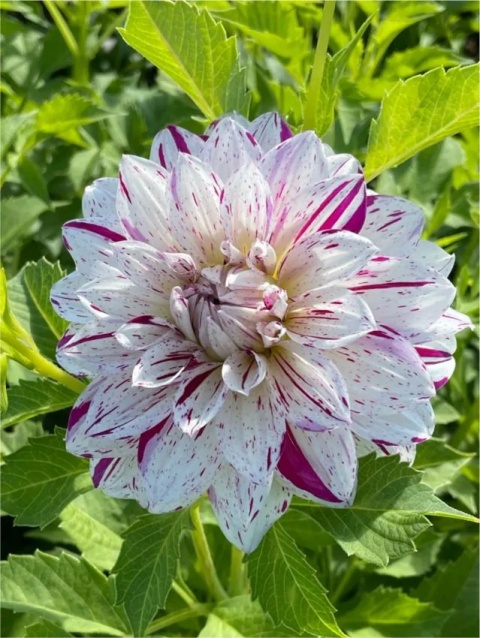 Dahlia Prince valiant