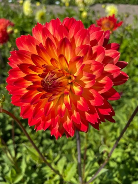 Dahlia Procyon