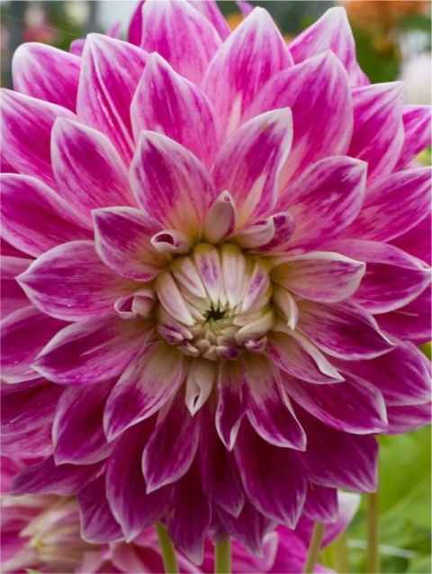 Dahlia Purple explosion