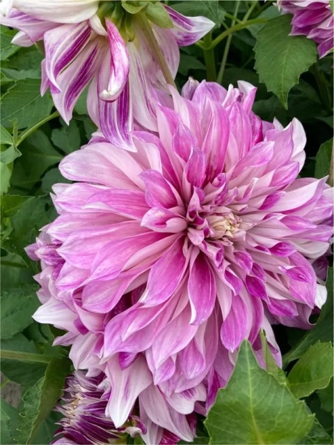Dahlia Purple explosion