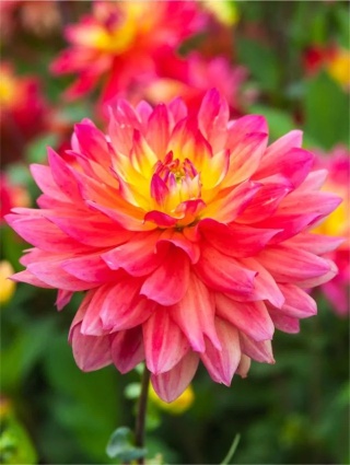 Dahlia Rainbow silence