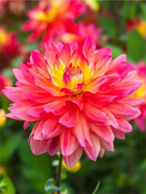 Dahlia Rainbow silence