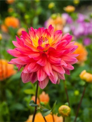 Dahlia Rainbow silence