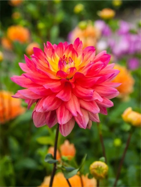 Dahlia Rainbow silence