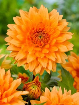Dahlia Rancho
