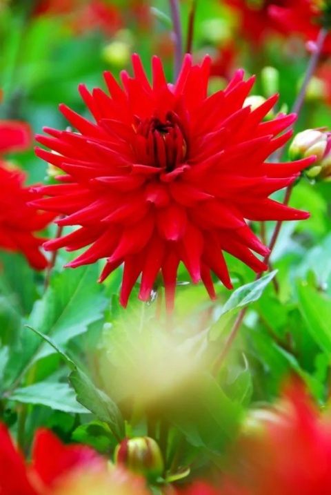 Dahlia Red pigmy