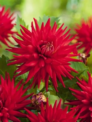 Dahlia Red pigmy