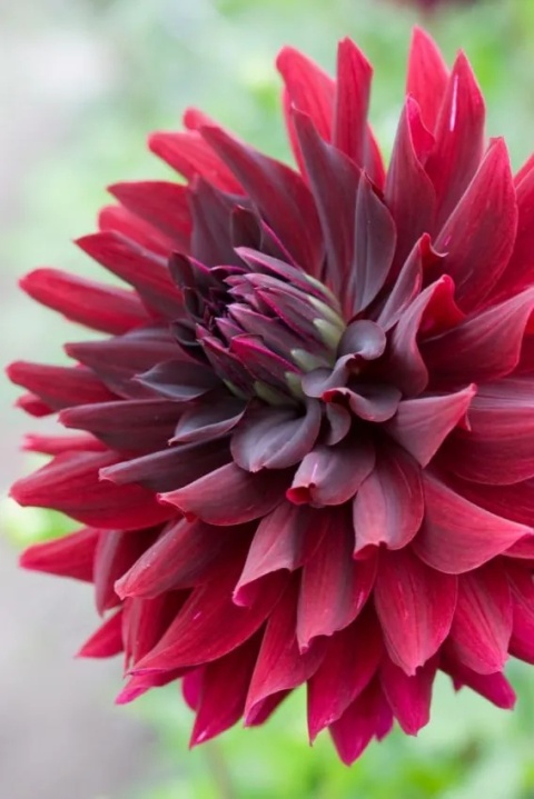 Dahlia Rip city