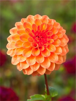 Dahlia Safe shot