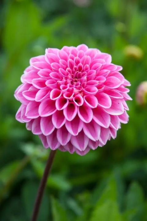 Dahlia Sandra