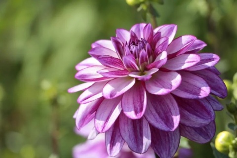 Dahlia Seduction