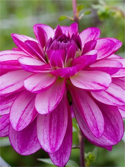 Dahlia Seduction
