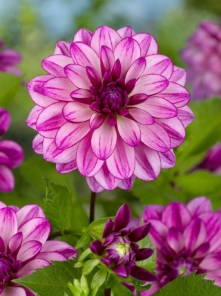 Dahlia Seduction