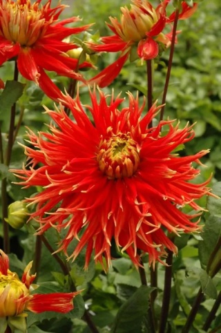 Dahlia Show 'n tell