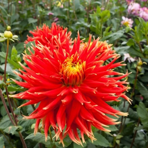 Dahlia Show 'n tell
