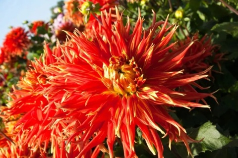 Dahlia Show 'n tell