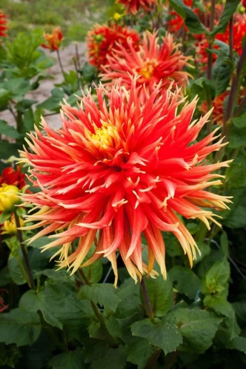 Dahlia Show 'n tell