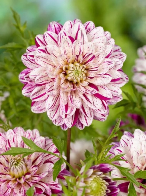 Dahlia Smokey