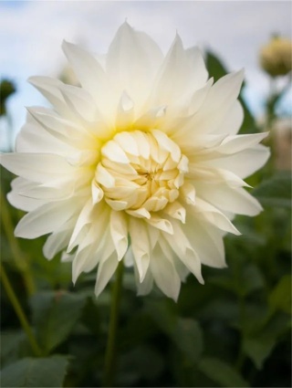 Dahlia Snowbound