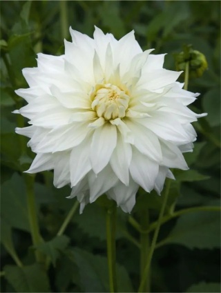 Dahlia Snowbound