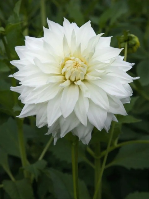 Dahlia Snowbound