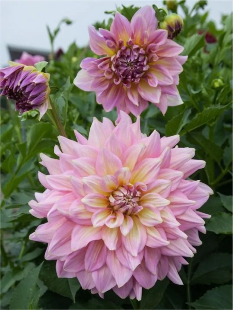 Dahlia Strawberry ice