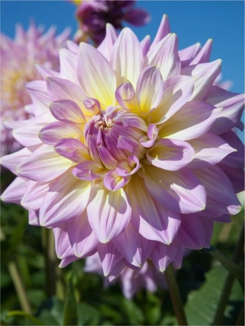 Dahlia Strawberry ice