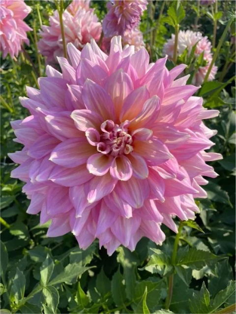 Dahlia Strawberry ice