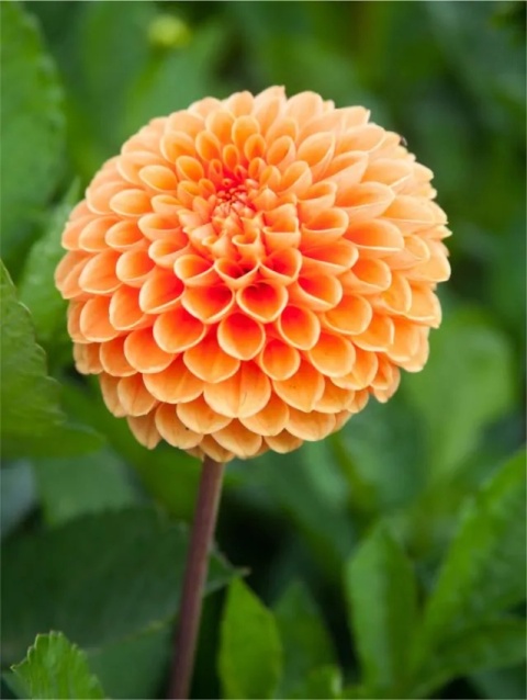 Dahlia Sylvia