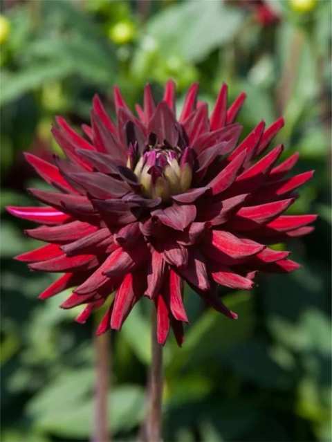 Dahlia Tamburo